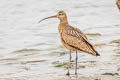 Long-billed Curlew Numenius americanus