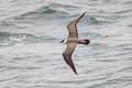 Long-tailed Jaeger Stercorarius longicaudus pallescens