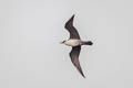 Long-tailed Jaeger Stercorarius longicaudus pallescens