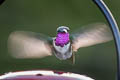 Lucifer Sheartail Calothorax lucifer (Lucifer Hummingbird)