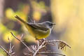 MacGillivray's Warbler Geothlypis tolmiei monticola