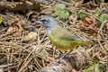 MacGillivray's Warbler Geothlypis tolmiei monticola