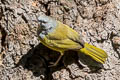 MacGillivray's Warbler Geothlypis tolmiei monticola