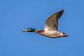 Mallard Anas platyrhynchos platyrhynchos