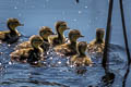 Mallard Anas platyrhynchos platyrhynchos