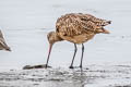 Marbled Godwit Limosa fedoa fedoa