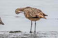 Marbled Godwit Limosa fedoa fedoa