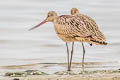 Marbled Godwit Limosa fedoa fedoa