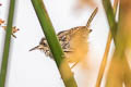 Marsh Wren Cistothorus palustris aestuarinus