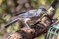 Mexican Jay Aphelocoma wollweberi arizonae