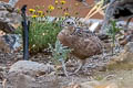 Montezuma Quail Cyrtonyx montezumae mearnsi 