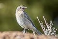 Mountain Bluebird Sialia currucoides