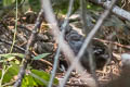 Mountain Quail Oreortyx pictus plumifer