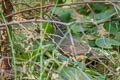 Mountain Quail Oreortyx pictus plumifer