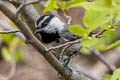 Mountain Chickadee Poecile gambeli baileyae