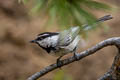 Mountain Chickadee Poecile gambeli baileyae