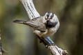 Mountain Chickadee Poecile gambeli baileyae