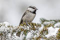 Mountain Chickadee Poecile gambeli baileyae