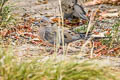 Mourning Dove Zenaida macroura marginella