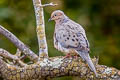 Mourning Dove Zenaida macroura marginella