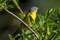 Nashville Warbler Leiothlypis ruficapilla ridgwayi 