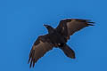 Northern Raven Corvus corax clarionensis (Common Raven)