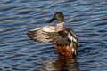 Northern Shoveler Spatula clypeata