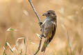 Oak Titmouse Baeolophus inornatus inornatus