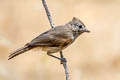 Oak Titmouse Baeolophus inornatus inornatus