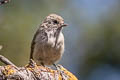 Oak Titmouse Baeolophus inornatus inornatus