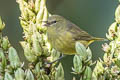 Orange-crowned Warbler Leiothlypis celata lutescens