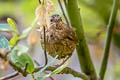 Pacific Wren Troglodytes pacificus obscurior (Western Winter Wren)