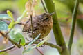 Pacific Wren Troglodytes pacificus obscurior (Western Winter Wren)