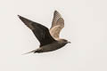 Parasitic Jaeger Stercorarius parasiticus (Arctic Skua)