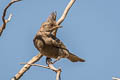 Phainopepla Phainopepla nitens lepida