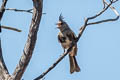 Phainopepla Phainopepla nitens lepida