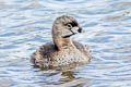 Pied-billed Grebe Podilymbus podiceps podiceps