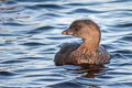 Pied-billed Grebe Podilymbus podiceps podiceps