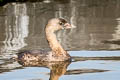 Pied-billed Grebe Podilymbus podiceps podiceps