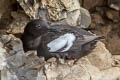 Pigeon Guillemot Cepphus columba eureka