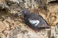 Pigeon Guillemot Cepphus columba eureka