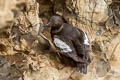 Pigeon Guillemot Cepphus columba eureka