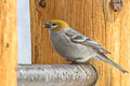 Pine Grosbeak Pinicola enucleator montana