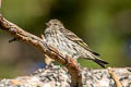 Pine Siskin Spinus pinus pinus