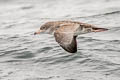 Pink-footed Shearwater Ardenna creatopus