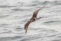 Pomarine Jaeger Stercorarius pomarinus