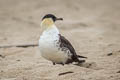 Pomarine Jaeger Stercorarius pomarinus