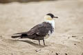 Pomarine Jaeger Stercorarius pomarinus