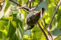 Pygmy Nuthatch Sitta pygmaea pygmaea