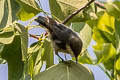 Pygmy Nuthatch Sitta pygmaea pygmaea